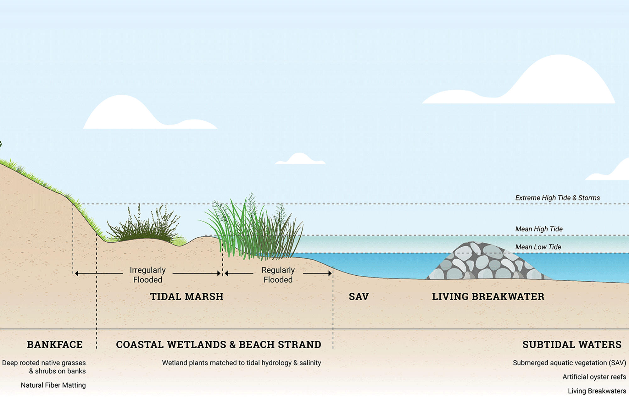 living shorelines diagram
