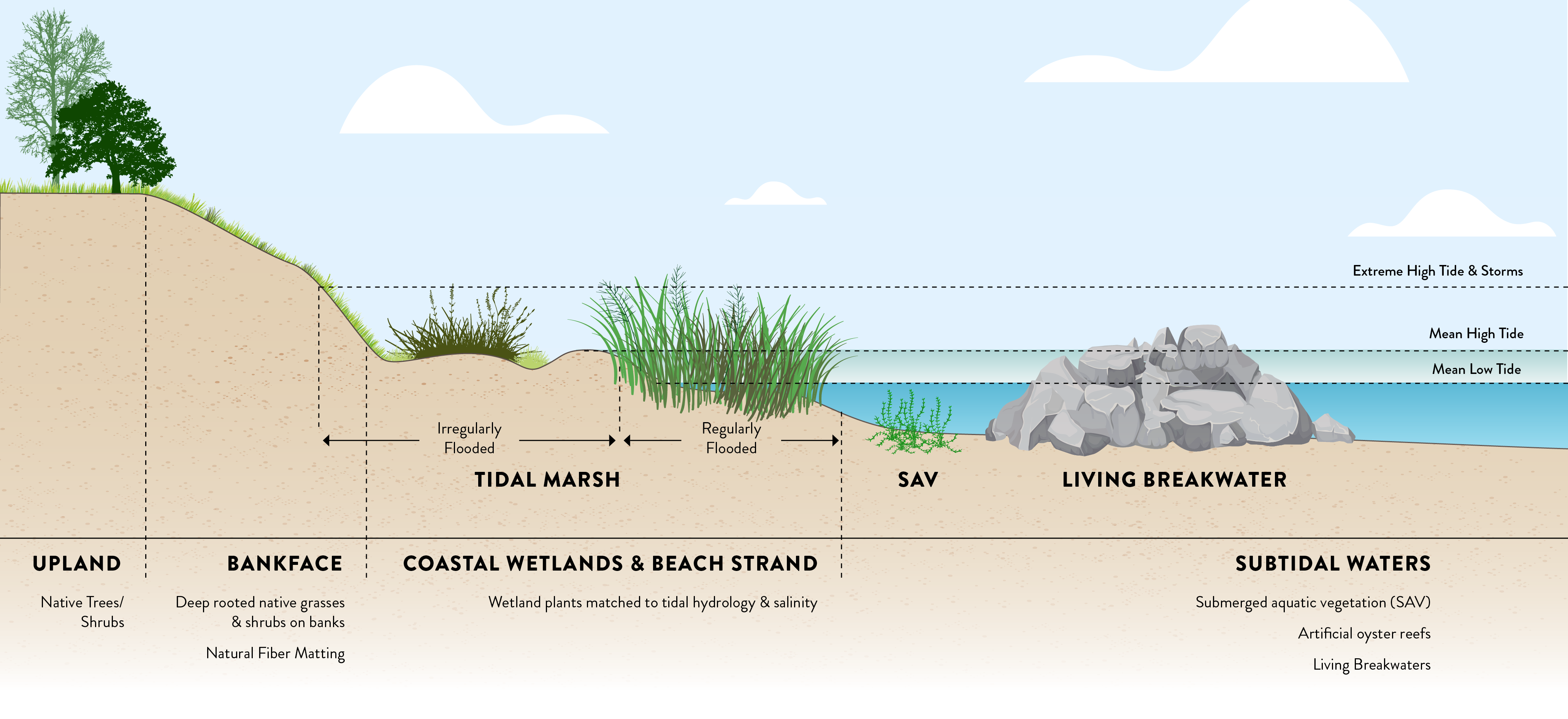 living shorelines diagram