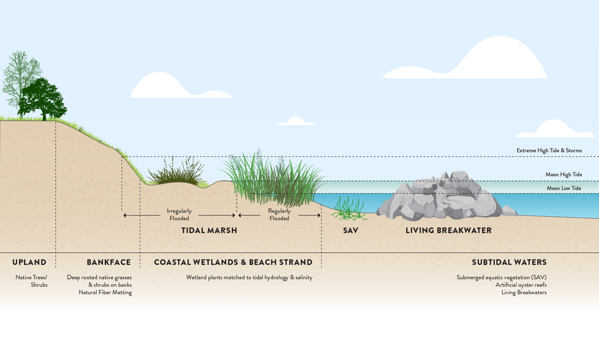 living shoreline diagram