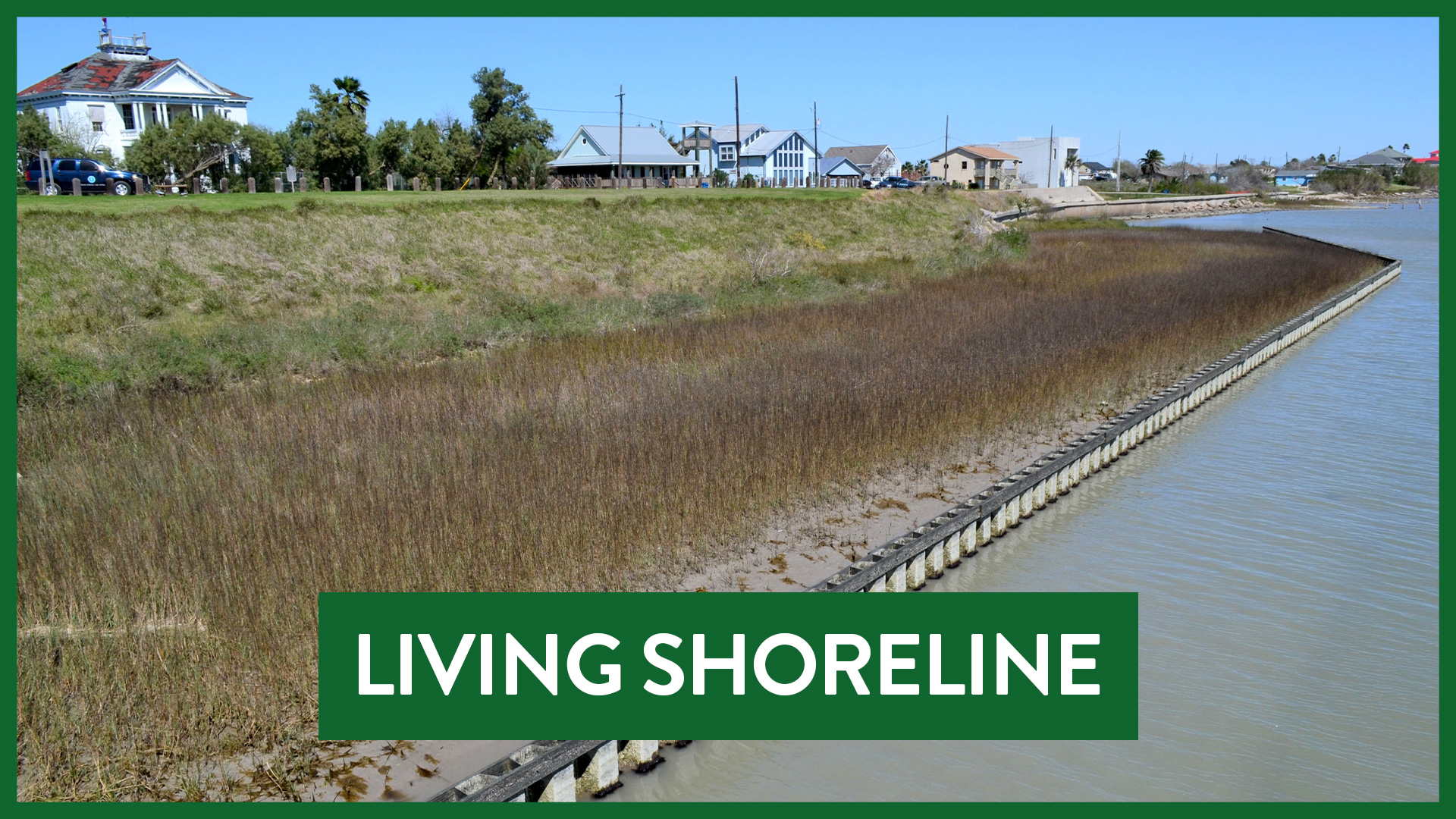 living shoreline with marsh plantings