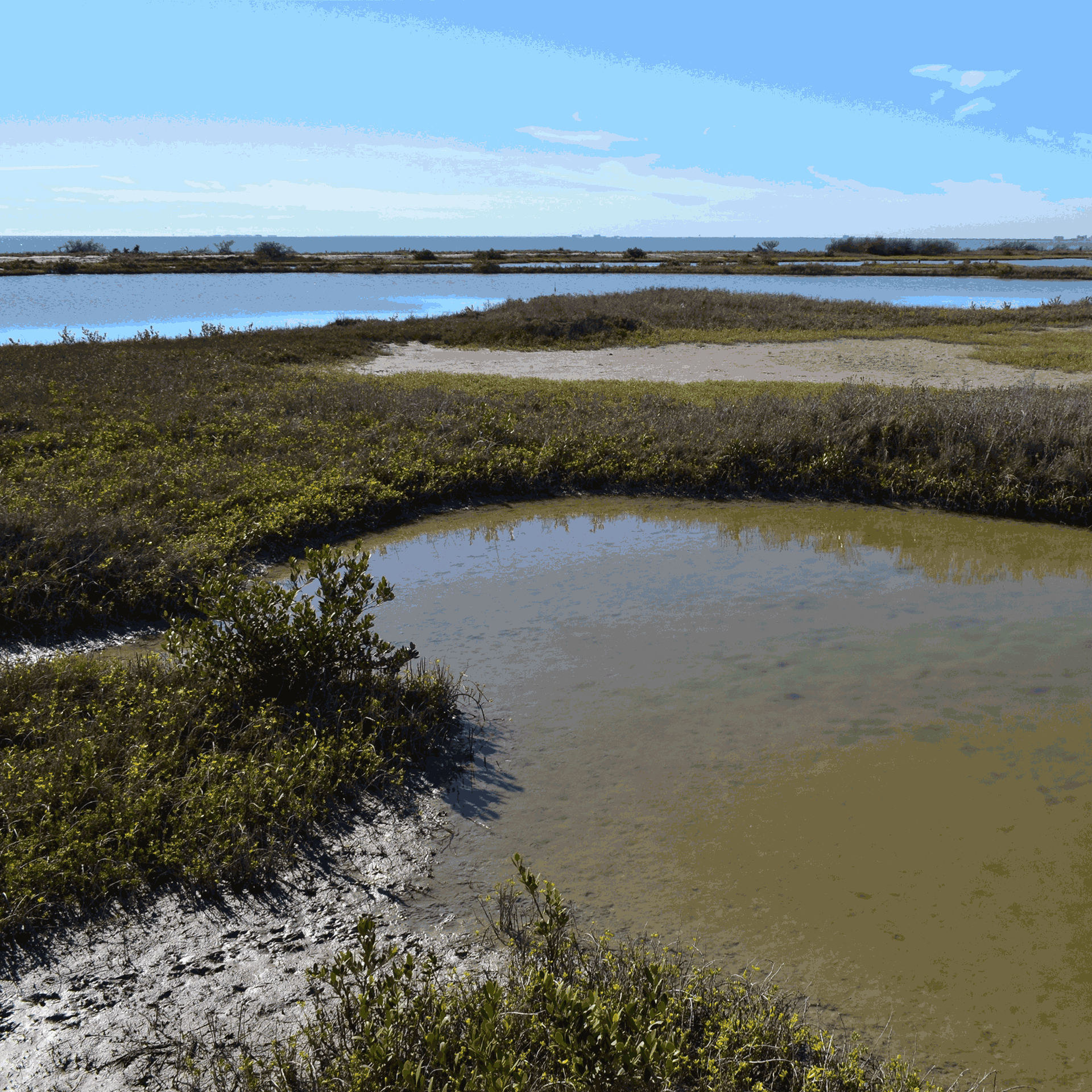 marsh shorelines