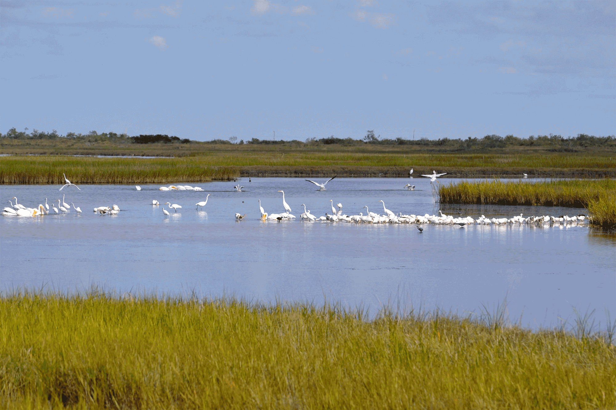 birds on marsh