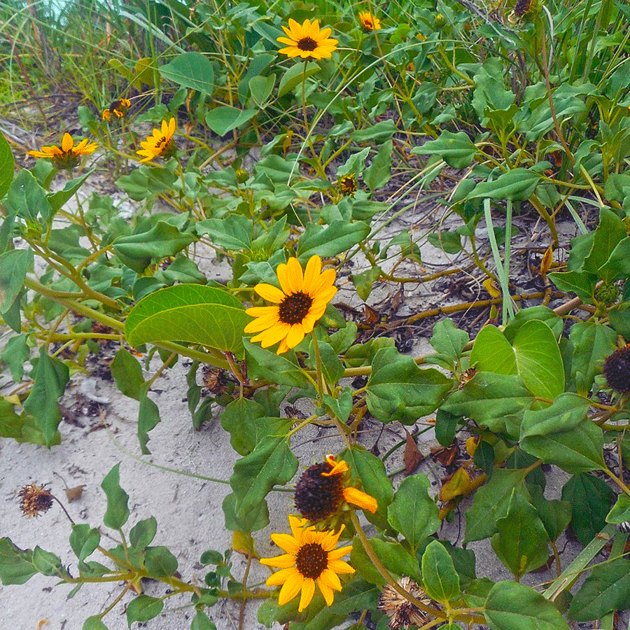 beach sunflower