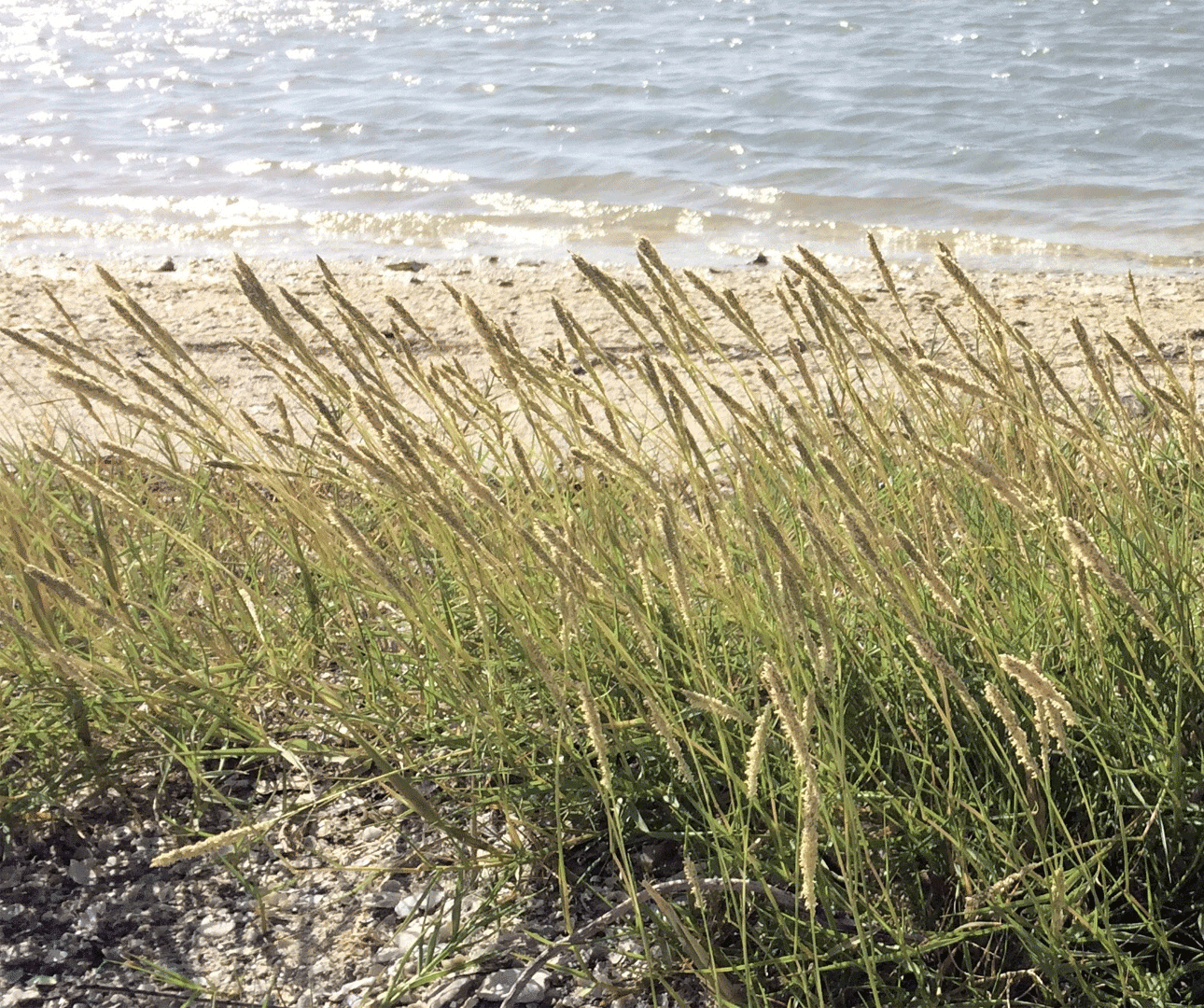 grass on coastline