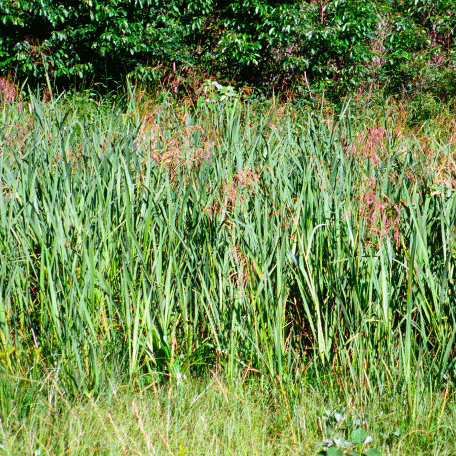 giant cutgrass
