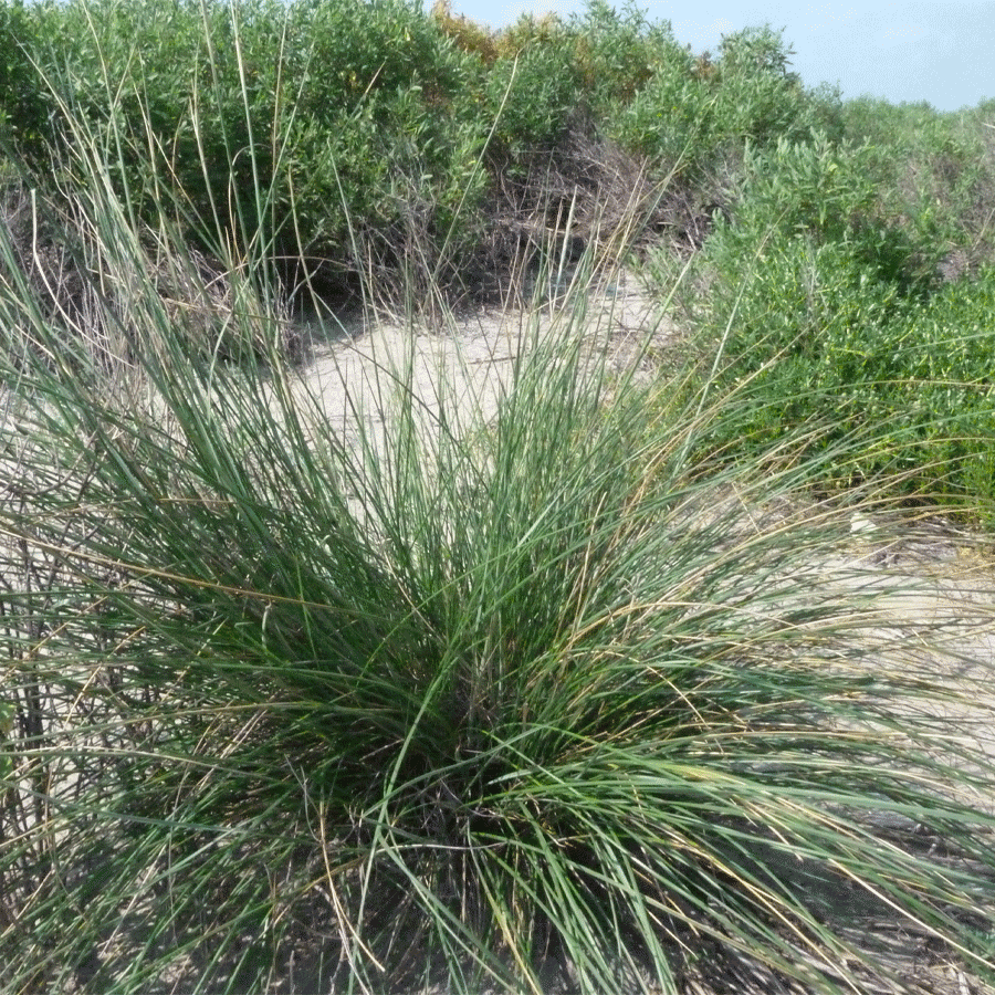 gulf cordgrass