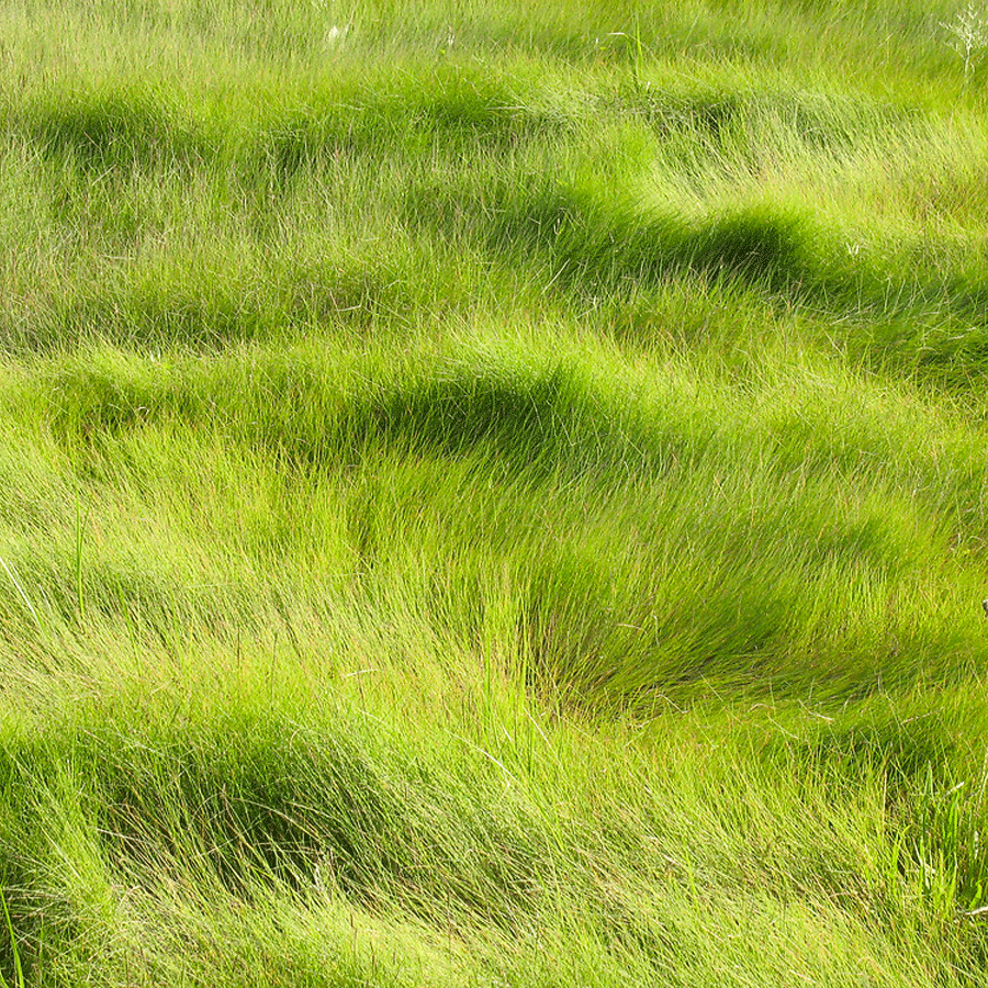 Marshay cordgrass
