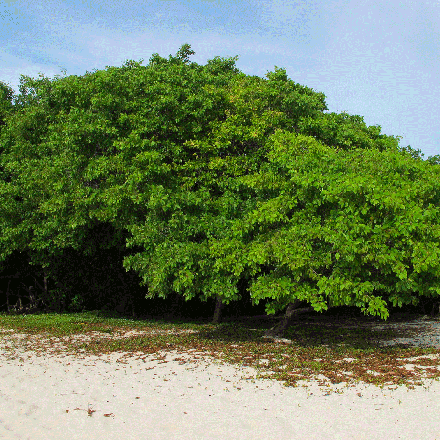 white mangrove