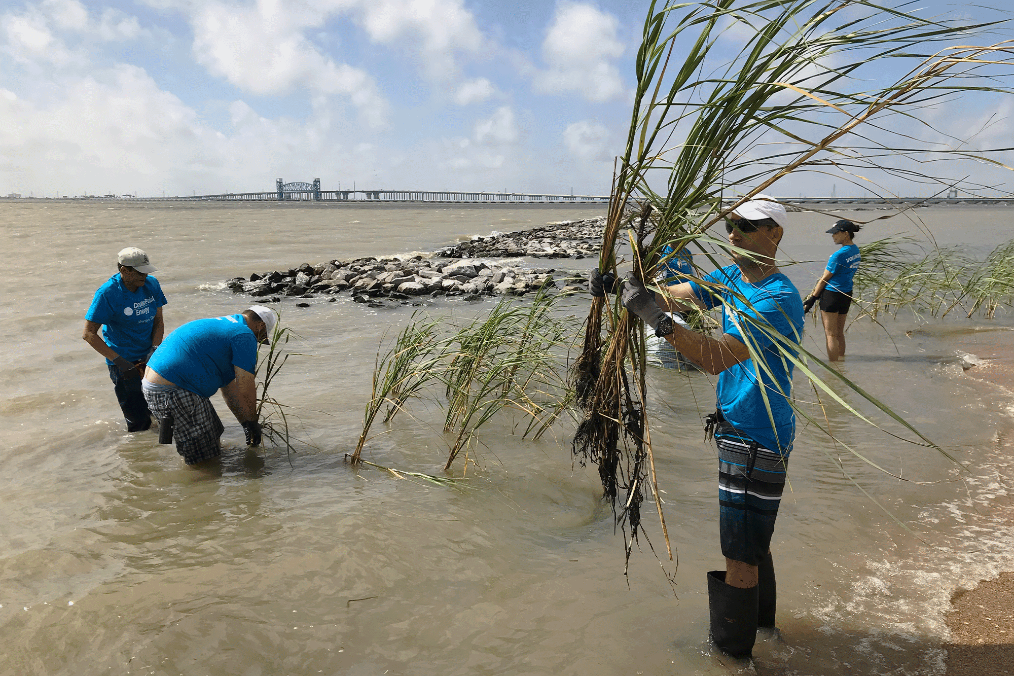 people planting vegetation on shoreline
