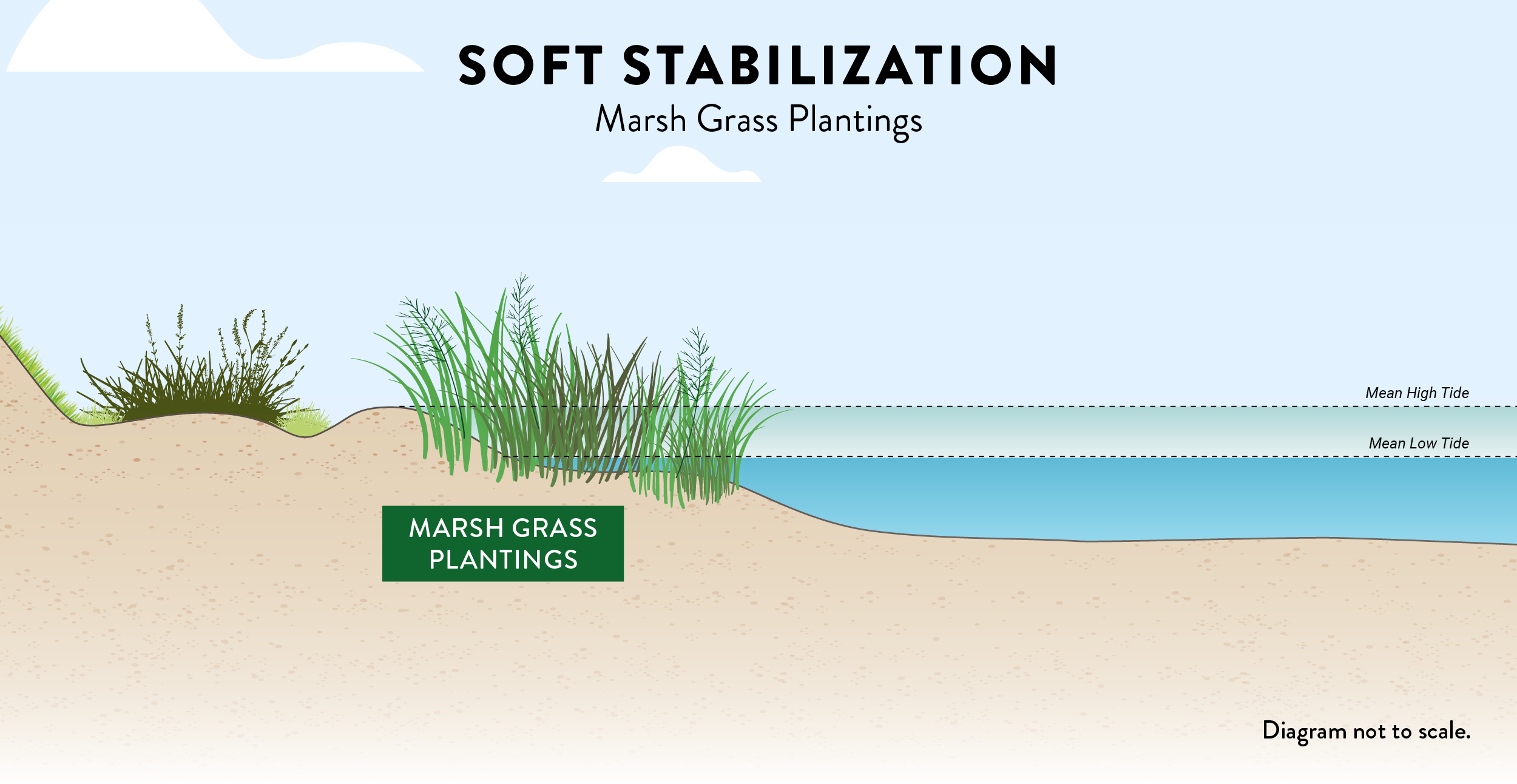 soft stabilization diagram with marsh grass