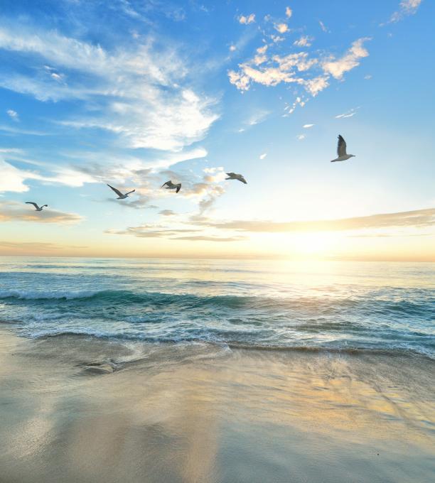 Seagulls flying over beach and sunset.