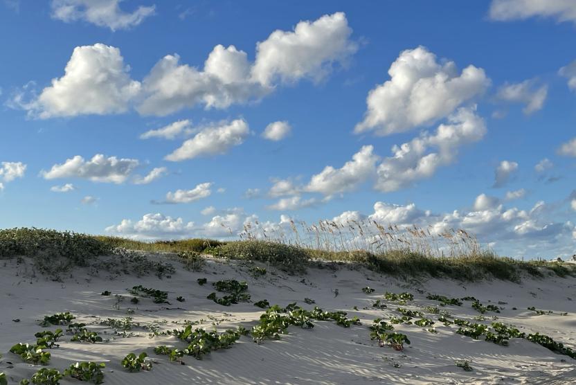 View of coastal dune