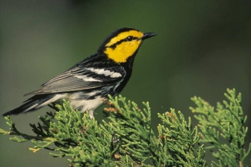 Golden Cheeked Warbler