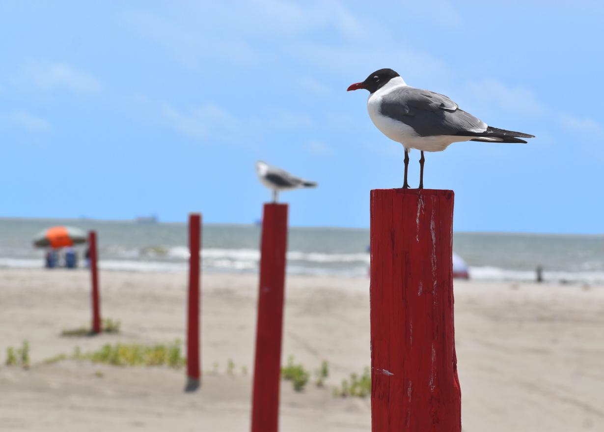 L_coastal_main_Bird