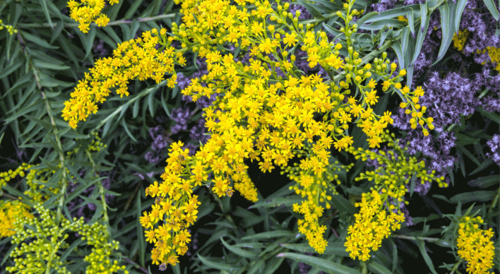 seaside-goldenrod.png