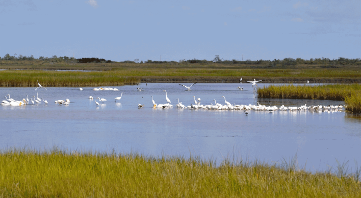 marsh-with-bird.png
